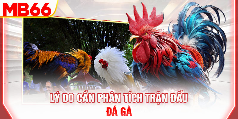 ly-do-can-phan-tich-tran-dau-da-ga