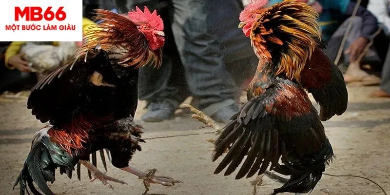 Tổng quan Đá gà Thomo tại MB66